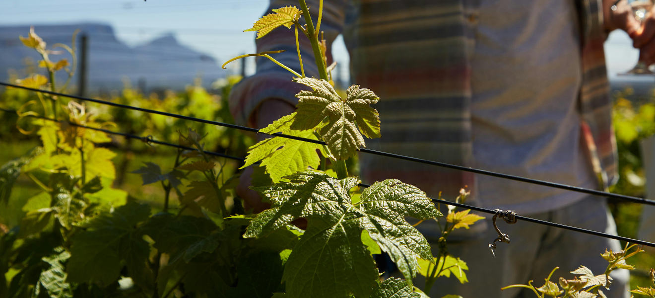 Vigneron dans les vignes - secteur du vin